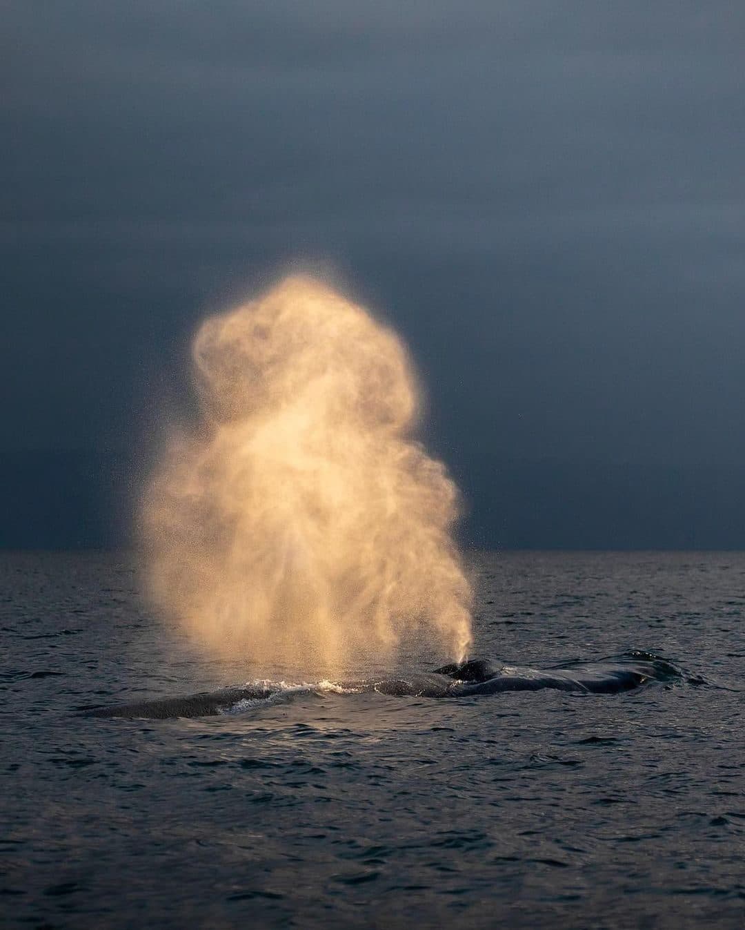Whales Watching